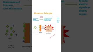 Biosensor principle [upl. by Hillel]