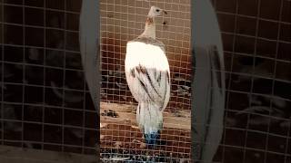 Beautiful White Peahens bluepeafowl peahen Its beautiful viralvideo [upl. by Renferd]