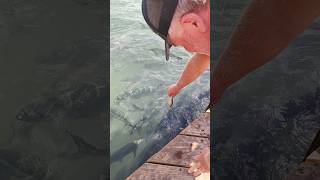 Feeding the Tarpon Robbies Marina in the Florida keys ♥️ [upl. by Drucy338]