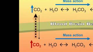 Central and Peripheral Chemoreceptors CO2 Detection [upl. by Aggri]