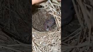 Finch baby finchesbreeding finchbird conure cockatiel javasparrow breedingbirds viralshorts [upl. by Sorci393]