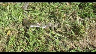 LAWN MOWER KILLS SNAKE Day 68amp69 81314 and 81414 [upl. by Sirtimed]