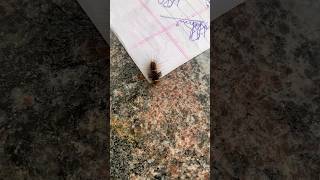 Lymantria Dispar 🐛 youtubeshorts shortvideo travel shortsfeed [upl. by Halonna335]