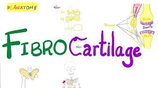 Fibrocartilage  Types of Cartilage  Anatomy amp Histology [upl. by Odille]