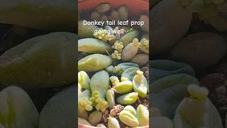 Leaf propagation going well 🌱 indoorplants succulent propagation succulentpropagation [upl. by Atilal]