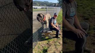 Mastiff on a bench englishmastiff em mastiff squishy bigdog sandlot jowls [upl. by Cullie]