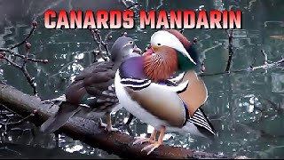 CANARD MANDARIN  Aix galericulata [upl. by Mulloy]