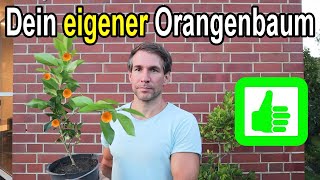 Deinen eigenen Orangenbaum 🍊 𝗲𝗶𝗻𝗳𝗮𝗰𝗵 amp 𝘀𝗰𝗵𝗻𝗲𝗹𝗹 selber ziehen [upl. by Stockwell]