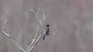 20240414 common grackle major donnely wildlife preserve south windsor ct [upl. by Eahsel789]