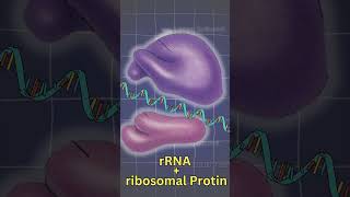 PROTEIN FACTORY I RIBOSOMES  Structure  detail biology targetbiologyneet aiims mbbs [upl. by Otero]