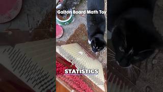 cats vs large Galton board math toy quincunx 😎 shorts [upl. by Grae]