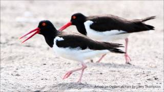 American Oystercatcher Calls [upl. by Reginauld]