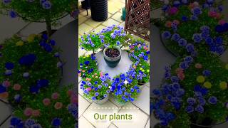 Lovely Colour in Portulaca flower 🌺 plants shorts short flowers plants nature [upl. by Adgam]