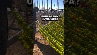 Hidangan khas turki yang terbuat dari paprika kering [upl. by Etirugram]