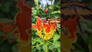 🔥fire lily gloriosa superba wild flower Agnishikha best shorts anokha phool ajooba [upl. by Solis688]