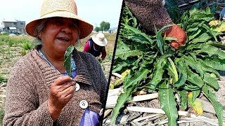 Me fui a la MILPA y encontramos LENGUA DE VACA  La Cocina de mi Pueblo Mx [upl. by Ripleigh]