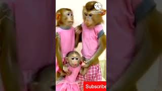 Amma Pade Jola Pata Song Telugu SongsViralLatestTreandingShortsMonkey [upl. by Luhem]