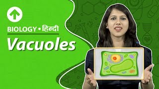 Vacuoles  Hindi  Biology [upl. by Anigar938]