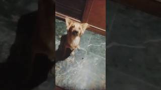 Watch How I Make Chutki Dog Ears Blooms chutkidog [upl. by Aikram]