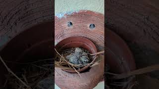 Today hatchlings have hatched its a beautiful day for me 🥰💃 babybird song dove [upl. by Gnouhc89]