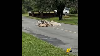 Goats in Rougemont wind up in the middle of the road shortvideo [upl. by Anoyek]