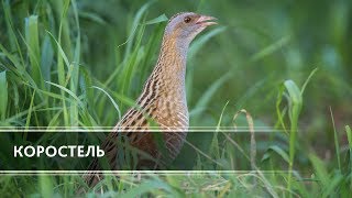 Коростель Corncrake [upl. by Nodyroc]