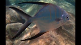 Longfin Pompano  Palometa Trachinotus goodei [upl. by Linette]