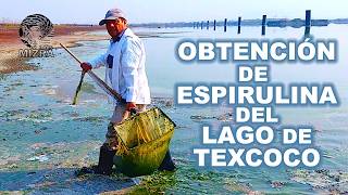 Obtención de espirulina del Lago de Texcoco [upl. by Irt]