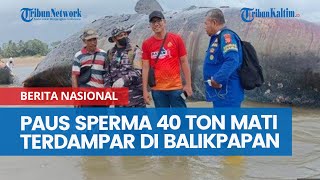 Paus Sperma 40 Ton Terdampar di Balikpapan Mati Bangkai Bakal Dipotong dan Dikubur [upl. by Lj]