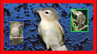 Warbling Vireo Song Warbling Vireo Call Warbling Vireo Sound  Vireo Gorjeador Canto Vireo Gilvus [upl. by Satsoc196]