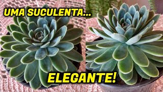 ECHEVERIA ELEGANS  DICAS DE CULTIVO E CURIOSIDADES [upl. by Nahsrad151]