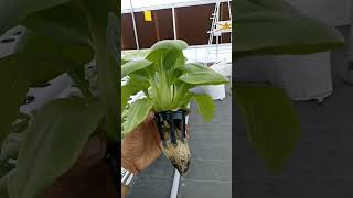 Hydroponic Masterclass  Kryzen Biotech  919870424425 [upl. by Teresina]