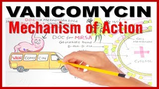 VANCOMYCIN Mechanism of Action [upl. by Eileme]