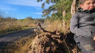 Cambrian Rally 2024  Clocaenog Forest Brc Wales [upl. by Darnoc]