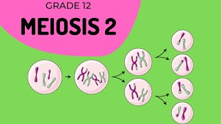 Meiosis 2  Formation of gametes [upl. by Nairehs]