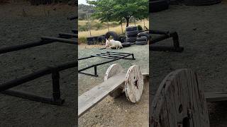 Bull Terrier Puppy Agility Trainingbullterrier [upl. by Thia]