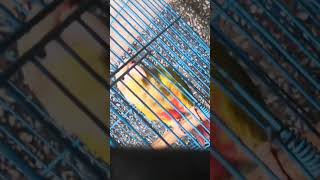 My baby and her sodance pets conure shorts shortvideo viralvideo catblogger [upl. by Mcevoy445]