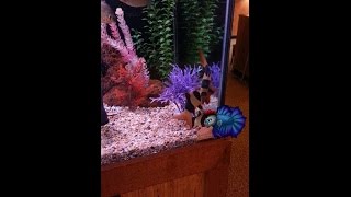 How to Keep and Care For Clown Loaches [upl. by Ramhaj100]