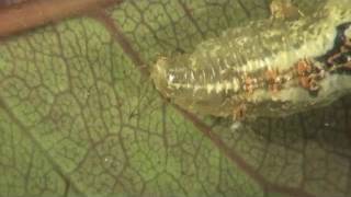 Syrphid fly maggot [upl. by Stavro]