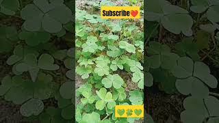 Please subscribe❤oxalis plants gardenig vlogeer nice 👍garden 🏡🍀🍀🍀 [upl. by Cordle]