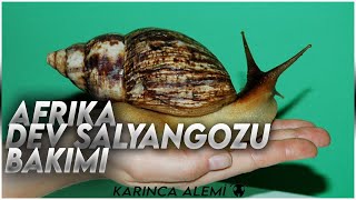 AFRİKA DEV SALYANGOZU BAKIMI   Achatina Fulica [upl. by Ijat645]