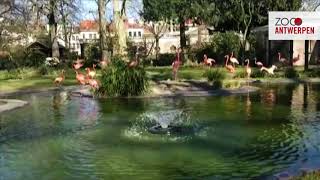 ZOOsamen  Vlog 12 Op bezoek bij de flamingos in ZOO Antwerpen [upl. by Nasaj286]