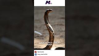 Cobra peludah namun bukan ular Cobra🤨  Rinkhals Snake viral manifullasi shorts fyp [upl. by Alida]