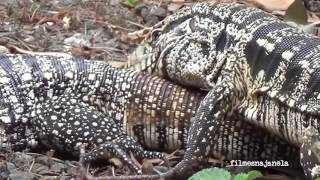 Sequência do acasalamento de lagarto teiú [upl. by Lebasi306]