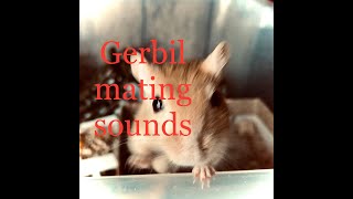 Gerbil Mating drumming dance male gerbil thumping drums [upl. by Arela]