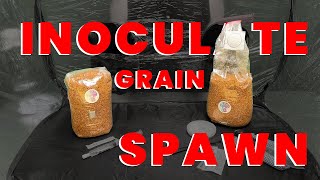 How To Inoculate Grain Spawn For Mushroom Growing  AGAR  LIQUID CULTURE SYRINGE [upl. by Neelram]