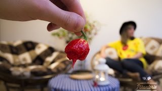 Carolina Reaper HP22B World Hottest Pepper EN Subs  ChilliPikanteriecz [upl. by Analihp]