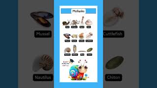 Mollusks vocabulary الرخويات [upl. by Nnylacissej]