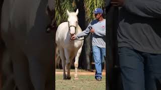 LAttrait du Quart de Mile shorts quarterhorse cheval [upl. by Ley573]