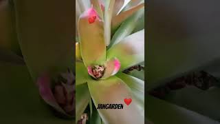 Bromeliad gardens naturalplants natureplants houseplants flowerplants nature leavesleaflove [upl. by Sperry]